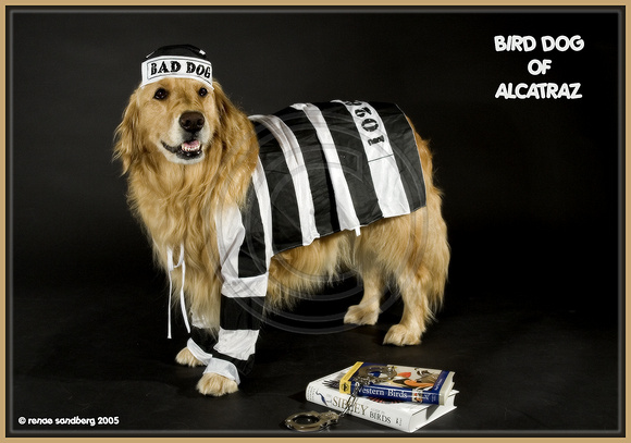 Bird Dog of Alcatraz